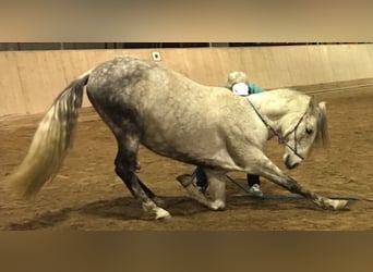 Koń andaluzyjski, Wałach, 13 lat, 163 cm, Siwa w hreczce