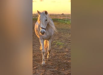 Koń andaluzyjski, Wałach, 13 lat, 163 cm, Siwa w hreczce