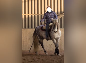 Koń andaluzyjski, Wałach, 13 lat, 163 cm, Siwa w hreczce