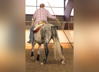 Koń andaluzyjski, Wałach, 13 lat, 163 cm, Siwa w hreczce