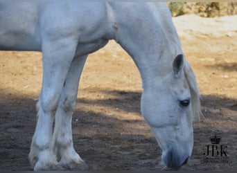 Koń andaluzyjski Mix, Wałach, 13 lat, 164 cm, Siwa