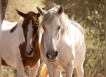Koń andaluzyjski, Wałach, 14 lat, 150 cm, Siwa jabłkowita