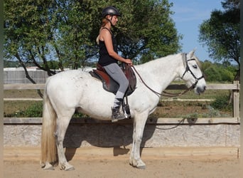 Koń andaluzyjski, Wałach, 14 lat, 150 cm, Siwa jabłkowita