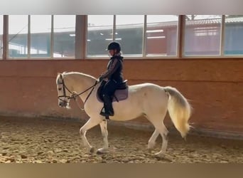 Koń andaluzyjski, Wałach, 14 lat, 155 cm, Siwa