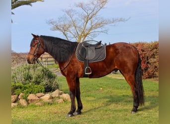 Koń andaluzyjski, Wałach, 14 lat, 157 cm, Gniada