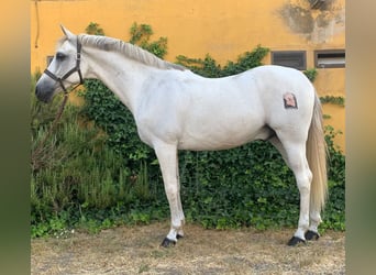 Koń andaluzyjski, Wałach, 14 lat, 157 cm, Siwa