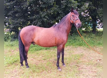 Koń andaluzyjski, Wałach, 14 lat, 158 cm, Gniada