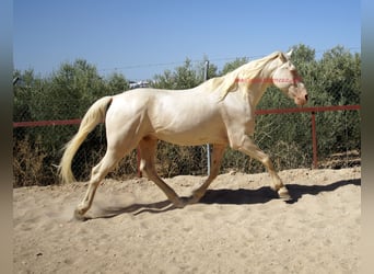 Koń andaluzyjski, Wałach, 14 lat, 158 cm, Szampańska