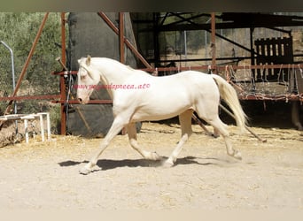 Koń andaluzyjski, Wałach, 14 lat, 158 cm, Szampańska