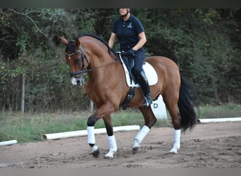 Koń andaluzyjski, Wałach, 14 lat, 163 cm, Gniada