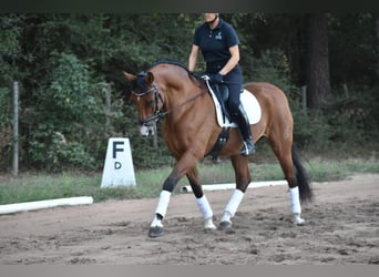 Koń andaluzyjski, Wałach, 14 lat, 163 cm, Gniada