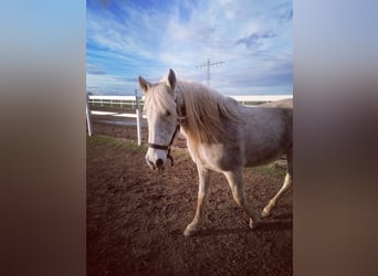 Koń andaluzyjski, Wałach, 14 lat, 163 cm, Siwa w hreczce