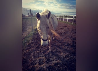 Koń andaluzyjski, Wałach, 14 lat, 163 cm, Siwa w hreczce