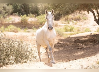 Koń andaluzyjski, Wałach, 15 lat, 150 cm, Siwa jabłkowita