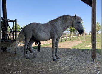 Koń andaluzyjski, Wałach, 15 lat, 165 cm, Siwa w hreczce