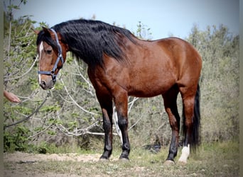Koń andaluzyjski Mix, Wałach, 16 lat, 158 cm, Gniada