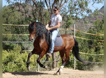 Koń andaluzyjski Mix, Wałach, 16 lat, 158 cm, Gniada