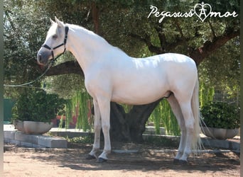 Koń andaluzyjski, Wałach, 16 lat, 164 cm, Siwa