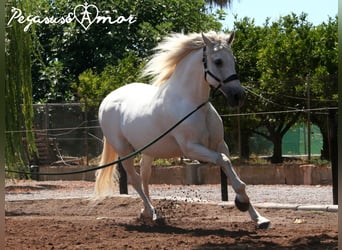 Koń andaluzyjski, Wałach, 16 lat, 164 cm, Siwa