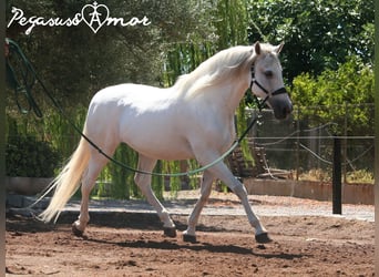 Koń andaluzyjski, Wałach, 16 lat, 164 cm, Siwa