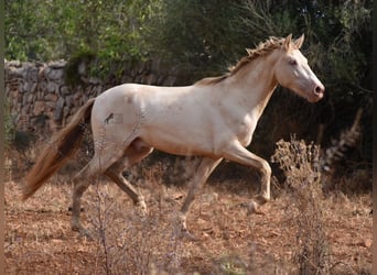 Koń andaluzyjski, Wałach, 2 lat, 149 cm, Perlino