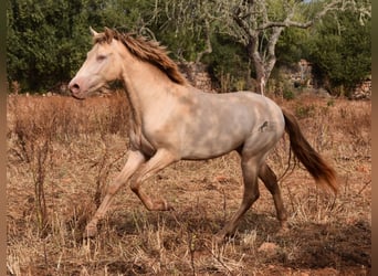 Koń andaluzyjski, Wałach, 2 lat, 149 cm, Perlino