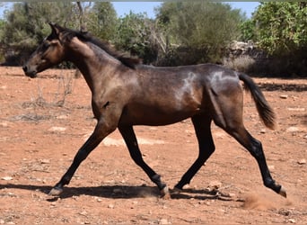 Koń andaluzyjski, Wałach, 2 lat, 149 cm, Siwa