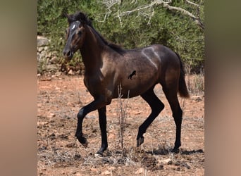 Koń andaluzyjski, Wałach, 2 lat, 149 cm, Siwa