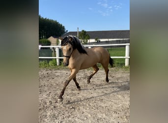 Koń andaluzyjski, Wałach, 2 lat, 151 cm, Jelenia