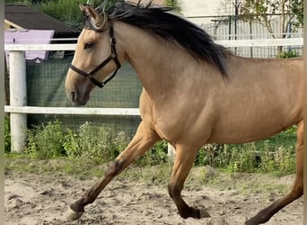Koń andaluzyjski, Wałach, 2 lat, 151 cm, Jelenia