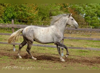 Koń andaluzyjski, Wałach, 2 lat, 156 cm, Siwa