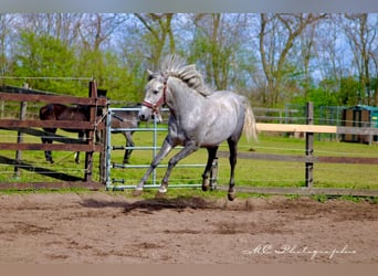 Koń andaluzyjski, Wałach, 2 lat, 156 cm, Siwa