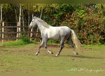 Koń andaluzyjski, Wałach, 2 lat, 156 cm, Siwa