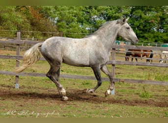 Koń andaluzyjski, Wałach, 2 lat, 156 cm, Siwa