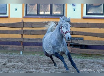 Koń andaluzyjski, Wałach, 2 lat, 156 cm, Siwa