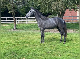 Koń andaluzyjski, Wałach, 2 lat, 157 cm, Karosiwa