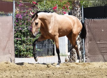 Koń andaluzyjski, Wałach, 2 lat, 158 cm, Bułana