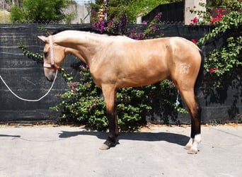 Koń andaluzyjski, Wałach, 2 lat, 158 cm, Bułana