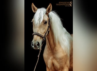 Koń andaluzyjski Mix, Wałach, 2 lat, 159 cm, Izabelowata