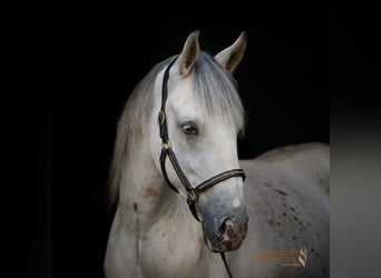 Koń andaluzyjski Mix, Wałach, 2 lat, 159 cm, Tarantowata