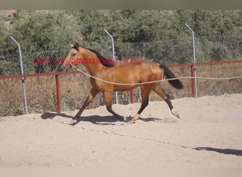 Koń andaluzyjski, Wałach, 2 lat, Bułana