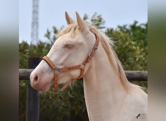 Koń andaluzyjski, Wałach, 3 lat, 150 cm, Cremello