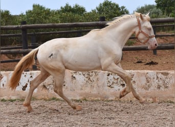 Koń andaluzyjski, Wałach, 3 lat, 150 cm, Cremello