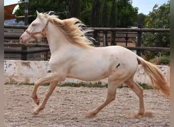 Koń andaluzyjski, Wałach, 3 lat, 150 cm, Cremello