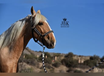 Koń andaluzyjski, Wałach, 3 lat, 150 cm, Izabelowata