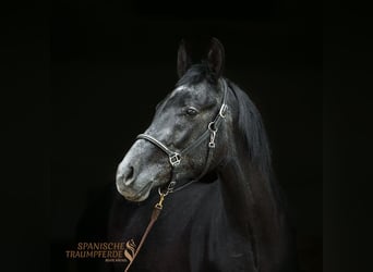 Koń andaluzyjski Mix, Wałach, 3 lat, 150 cm, Kara