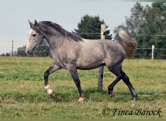 Koń andaluzyjski, Wałach, 3 lat, 150 cm, Siwa