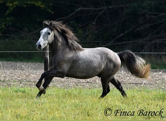 Koń andaluzyjski, Wałach, 3 lat, 150 cm, Siwa