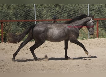 Koń andaluzyjski, Wałach, 3 lat, 150 cm, Siwa