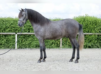 Koń andaluzyjski, Wałach, 3 lat, 150 cm, Stalowosiwy